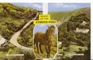 Devon Postcard - Haunt of The Exmoor Pony - Ref 3931A