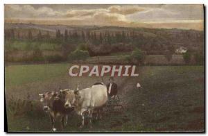 Postcard Old Hitch Oxen