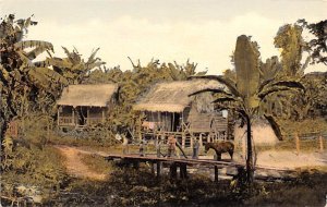 Chinese Farmer's Banana Plantation Panama Unused 