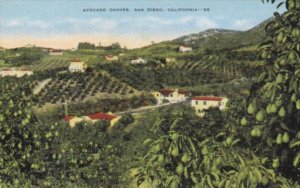 California San Diego Typical Avocado Groves 1955