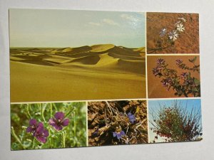 UNUSED VINTAGE POSTCARD - DESERT FLOWERS OF CENTRAL SAUDI ARABIA  (KK636) 