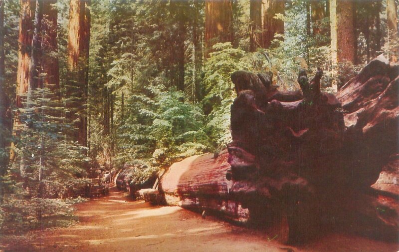 Calaveras Big Trees State Park California Fallen Tree Chrome Postcard Unused