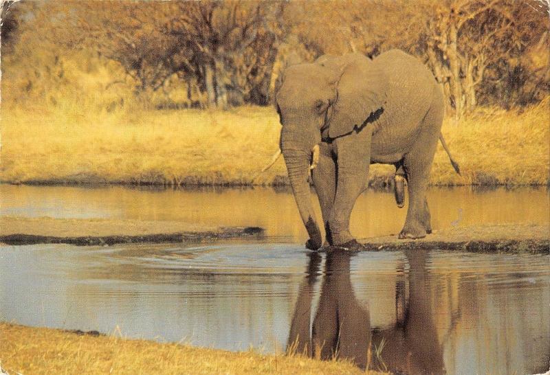 B98703 elephant savuti chobe national park botswana africa animaux animals