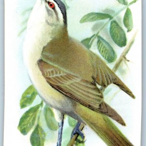 c1930s Red Eyed Vireo Bird Cow Baking Soda Trade Card 9th #5 Church Dwight C10