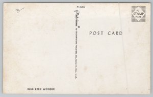 Animal~Siamese Twins Blue Eyed Wonder~Vintage Postcard 