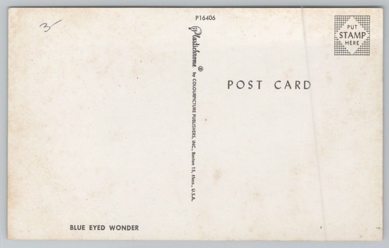 Animal~Siamese Twins Blue Eyed Wonder~Vintage Postcard 