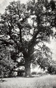Hutchins Oak, Largest of its kind in California, Gridley, Cal. Postcard P122
