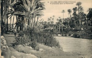 Algerie Colomb Béchar Sud Oranais Promenade dans la Palmeraie 03.35