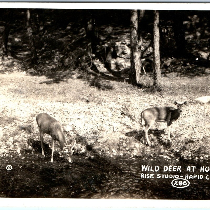 c1930s Rapid City, SD RPPC Cute Wild Deer Doe Buck Real Photo Rise Adorable A164
