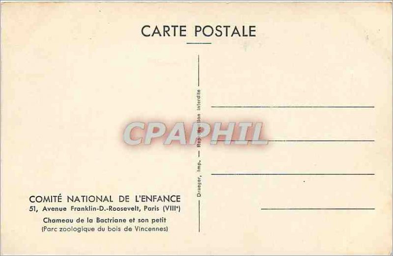 Old Postcard Avenue Franklin D Roosevelt Paris Camel Bactria and its small