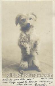 Dog Postcard Post Card  