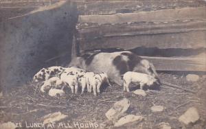 Young Pigs Feeding Free Lunch At All Hours Real Photo