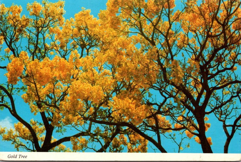 Hawaii Trees The Gold Tree
