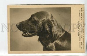 440206 IRISH SETTER Dog CHARITY ADVERTISING Society Protection Animals Verviers 