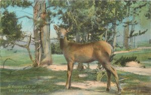 Postcard C-1910 Wyoming Young Elk Yellowstone Park Acmegraph 23-12429