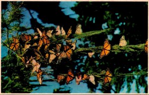 California Pacific Grove Monarch Butterflies 1994