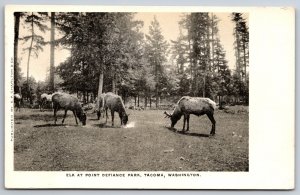 Animals~Tacoma Washington~Elk @ Point Defiance Park~B&W Photo~Vintage Postcard