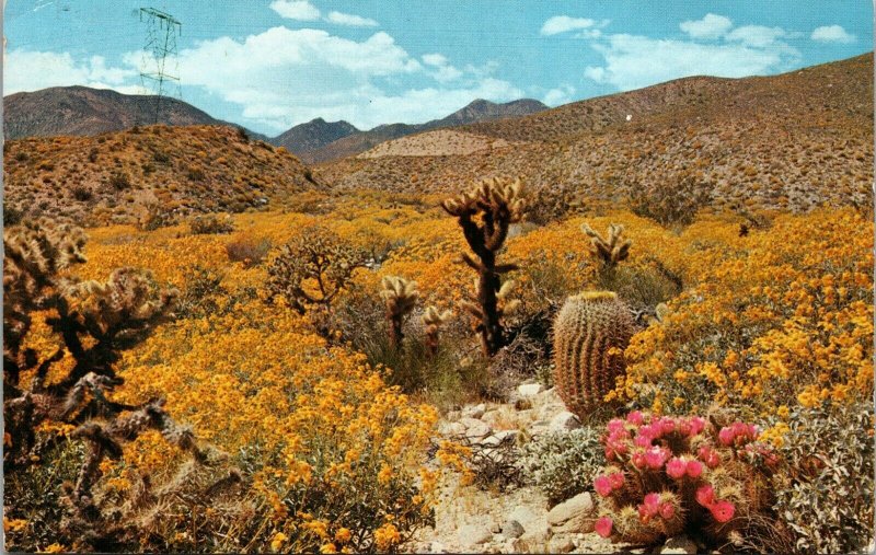 Vintage Desert Flowers Flower of the Southwest Wildflowers Postcard 