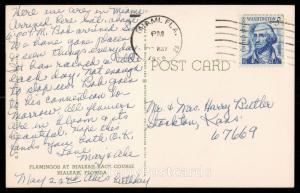 Flamingos at Hialeah Park