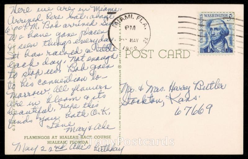 Flamingos at Hialeah Park