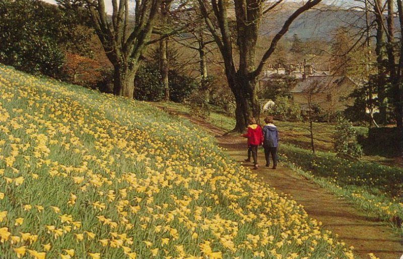 Dora's Field of Daffodils - Rydal, Cumbria, United Kingdom - pm 1974
