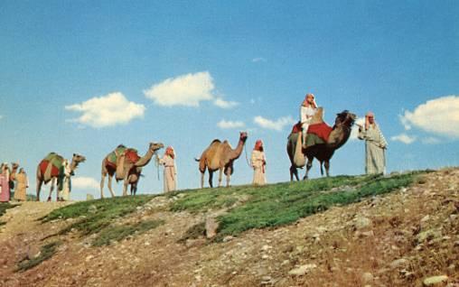 SD - Black Hills, Camel Caravan as used in The Passion Play