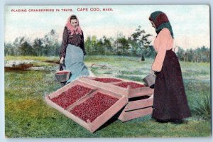 Cape Cod Massachusetts MA Postcard Placing Cranberries In Trays c1920's Antique