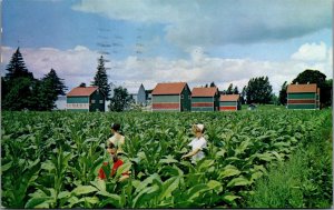 Canada Suckering The Tobacco Crop Delhi Ontario Chrome Postcard 09.97