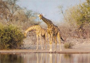 Animals. Twin reflections of Giraffe Modern South African photo postcard