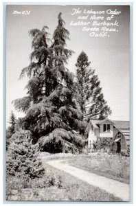 c1940's Lebanon Cedar Luther Burbank Home Santa Rosa CA RPPC Photo Postcard