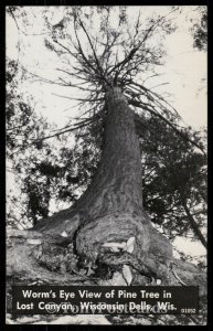 Worm's Eye View of Pine Tree in Lost Canyon, Wisconsin Dells