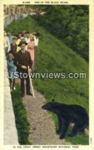 Black Bear - Great Smoky Mountains National Park, North Carolina NC  