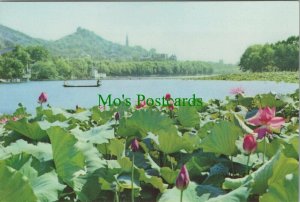 China Postcard - The West Lake - Lotus Flowers in Summer Breeze  RR11640