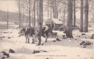 Gathering Sap In Vermont Maple Orchard