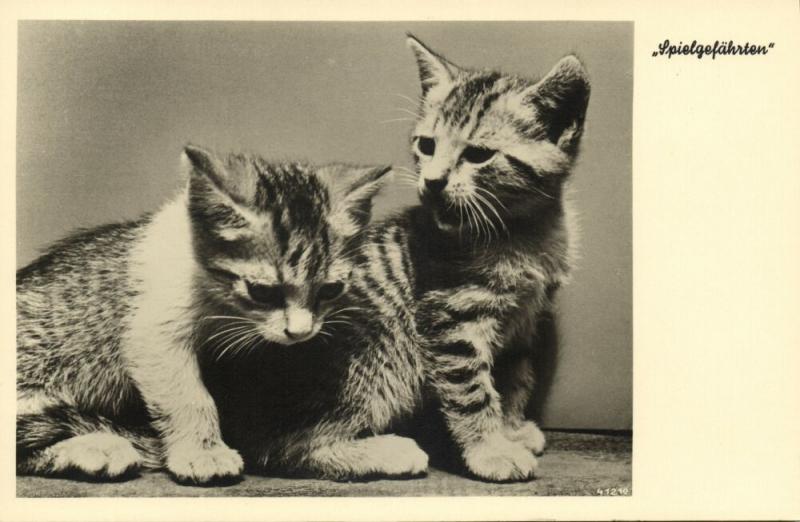 Cat Postcard Kittens (1930s) RPPC (1)