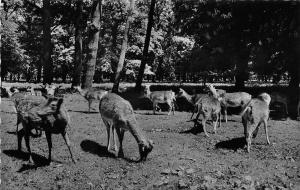 BG22848 hotel restaurant tiergarten hannover kirchrode deer  germany CPSM 14x9cm