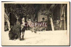 Old Postcard Dog Dogs