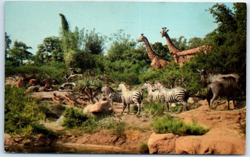 Postcard - African Veldt - Disneyland, Anaheim, California 