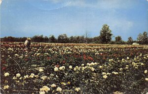 Gilbert H. Wild and Son Peony Fields Gilbert H. Wild and Son Peony Fields