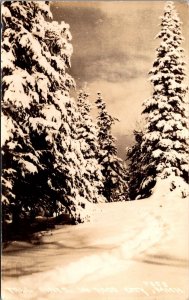 RPPC Tall Snow Covered Pines, Rose City MI Vintage Postcard X49