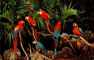 Florida Miami Parrot Jungle Colorful Parrots