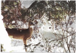 US  Unused.  Michigan. Whitetail deer, and two Albino Deer. Very Nice
