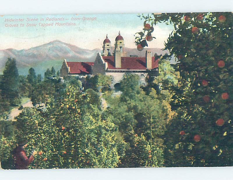 Divided-Back ORANGE GROVES IN WINTER Redlands - Near San Bernardino CA i1569