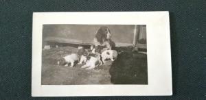 Mother Hound Dog and Puppies Real Photo Postcard RPPC