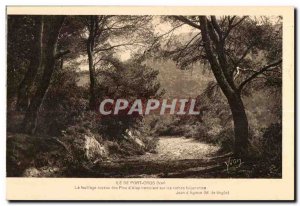 Old Postcard Ile De Port Cros (Var) The fouilliage soyaux of Aleppo Pines