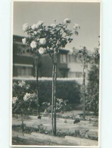 Old rppc FLOWERS SCENE Pretty Postcard AB2324