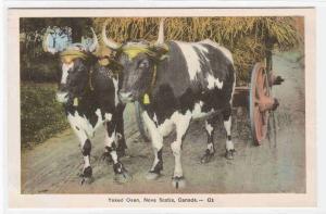 Yoked Oxen Hay Wagon Nova Scotia Canada postcard