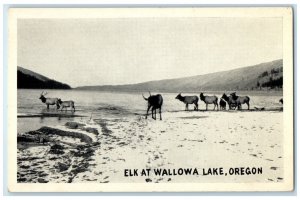 c1940 Elk Animal Moose Exterior Wallowa Lake Oregon OR Vintage Antique Postcard