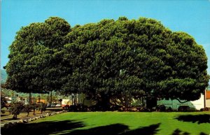 Santa Barbara, CA California  MORETON BAY FIG TREE  1968 Vintage Chrome Postcard