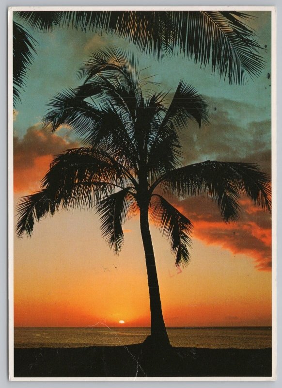 State View~Palm Tree Silhouette At Sunset~Continental Postcard 